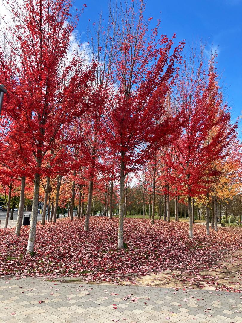 Fotos del otoño en Navarra /