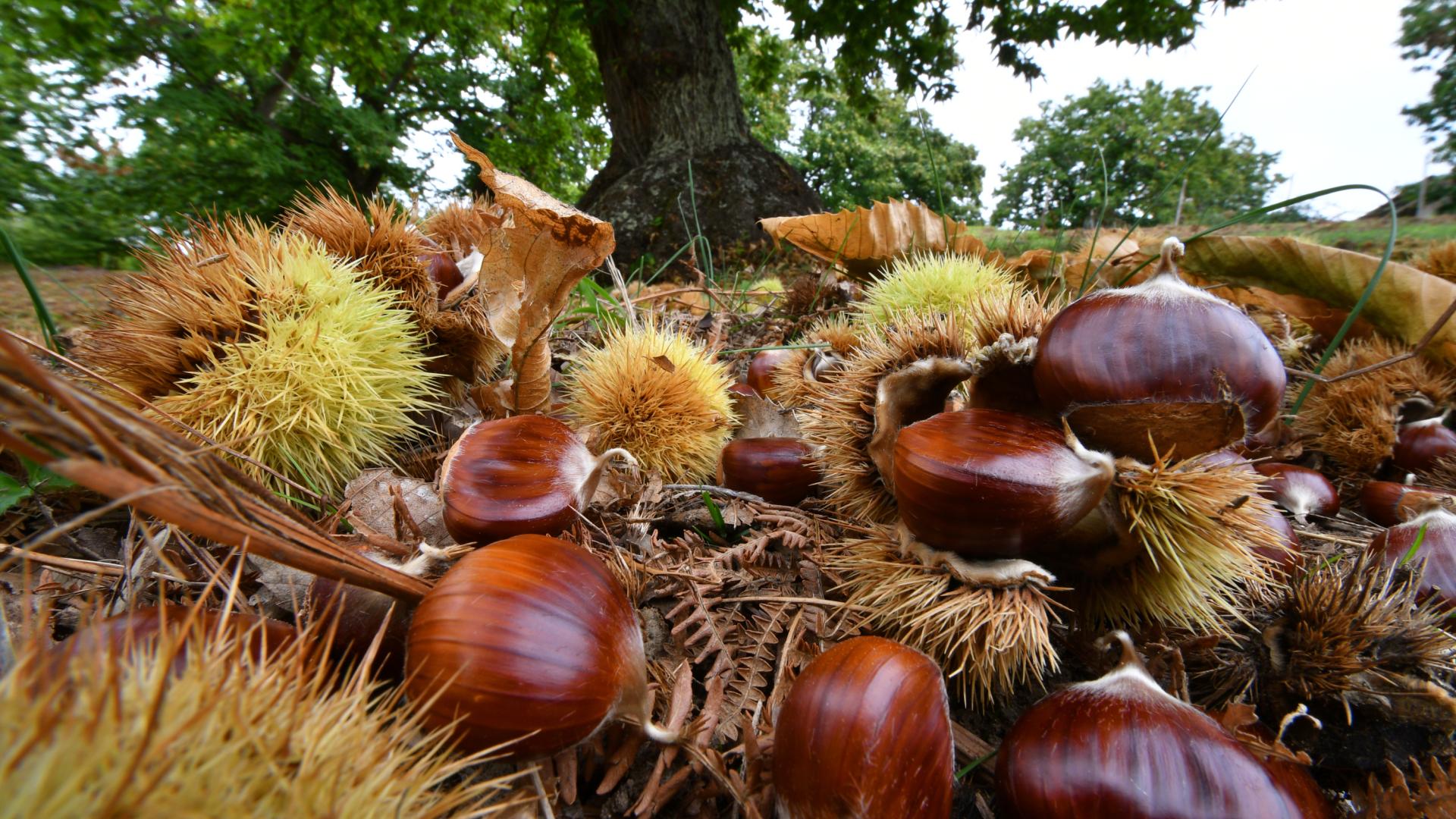 En Navarra hay diversos bosques en los que encontrar ricas castañas, un buen plan en otoño