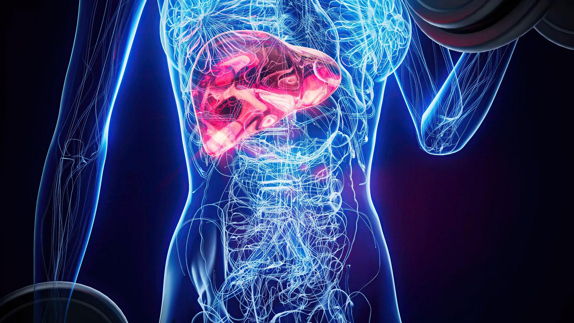 Ilustración de un cuerpo humano en el que se ha coloreado el hígado