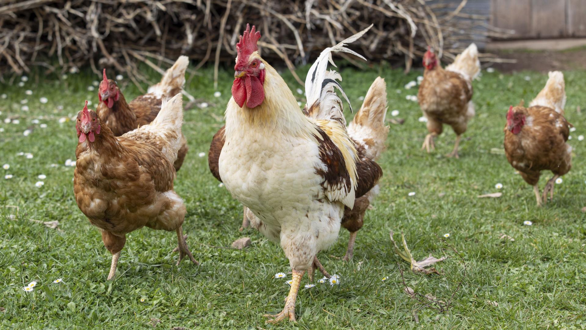 Un gallo y gallinas, criadas al aire libre.