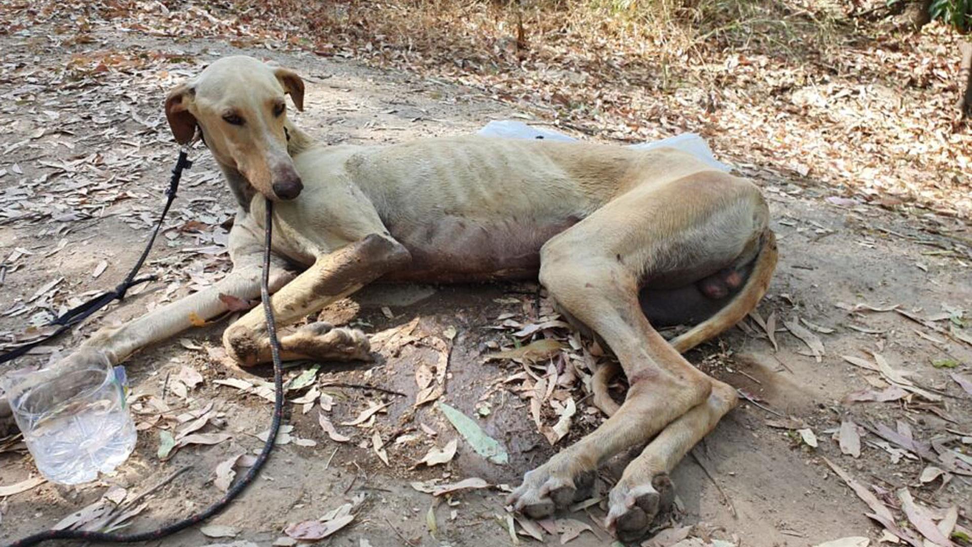 Imagen del galgo que ha sobrevivido