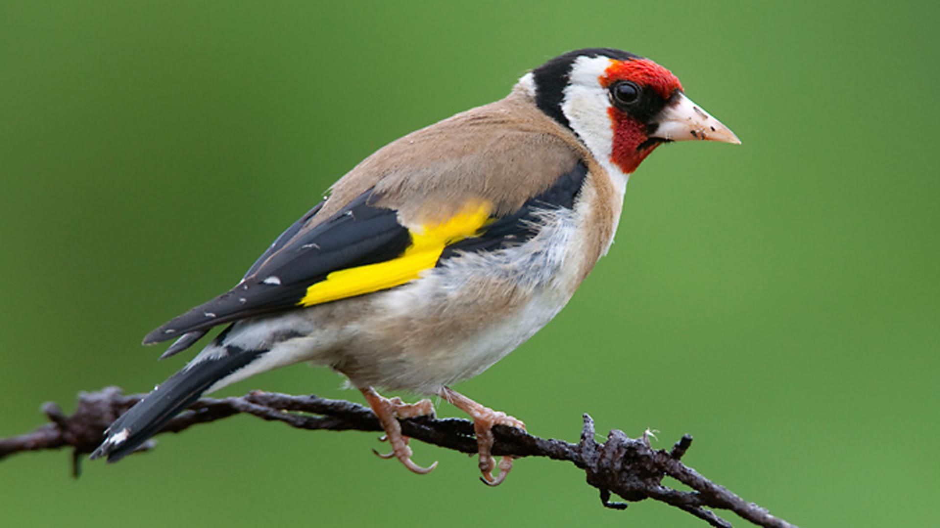 Carduelis carduelis