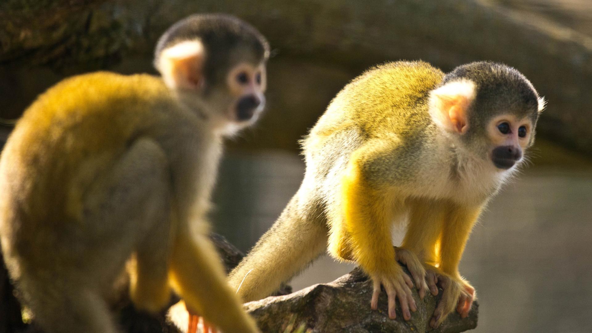 Monos ardilla