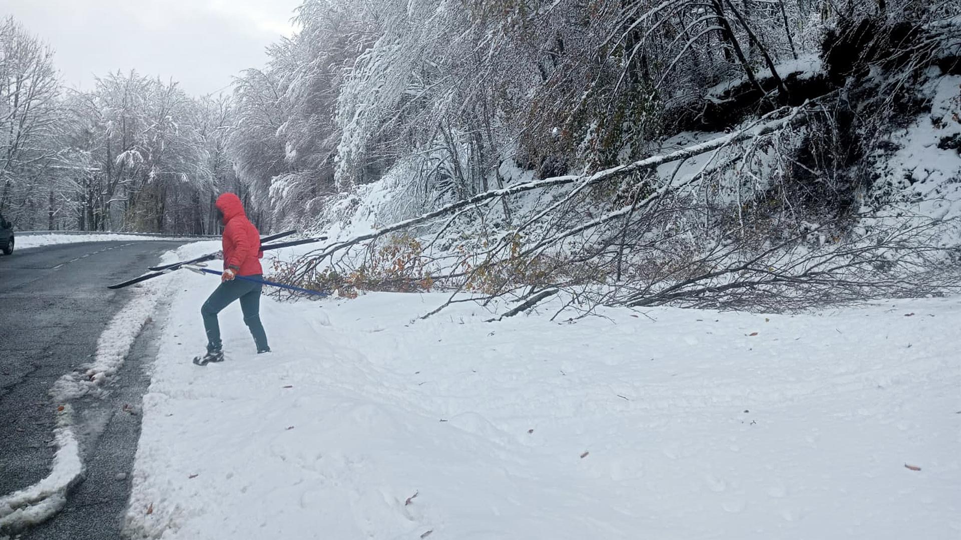 El peso de la nieve en las ramas de los árboles ha provocado la caída de algunos en el Alto de Uitzi /