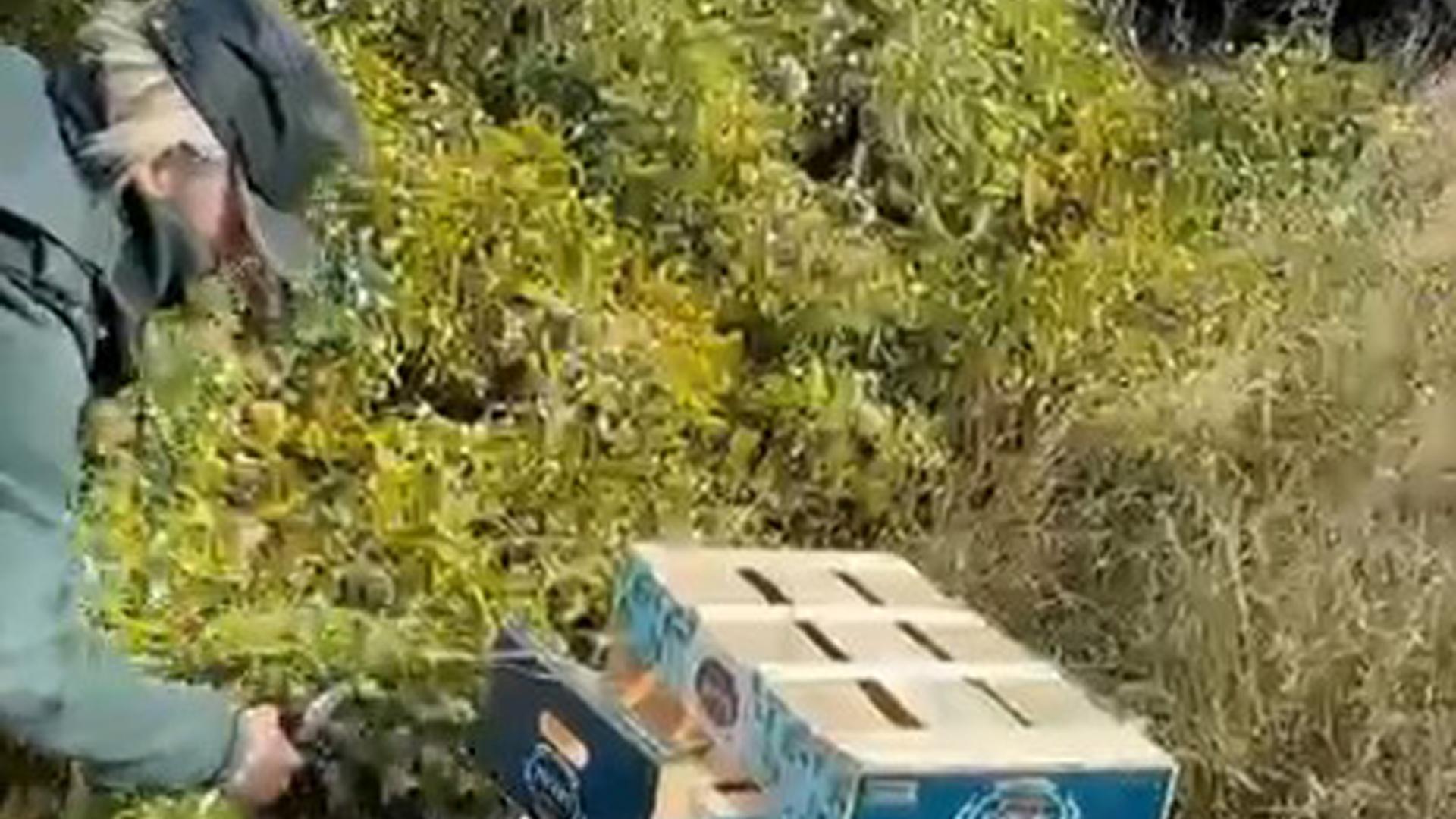 Interceptada en Corella una furgoneta con 300 kilos de muérdago recolectado de forma irregular