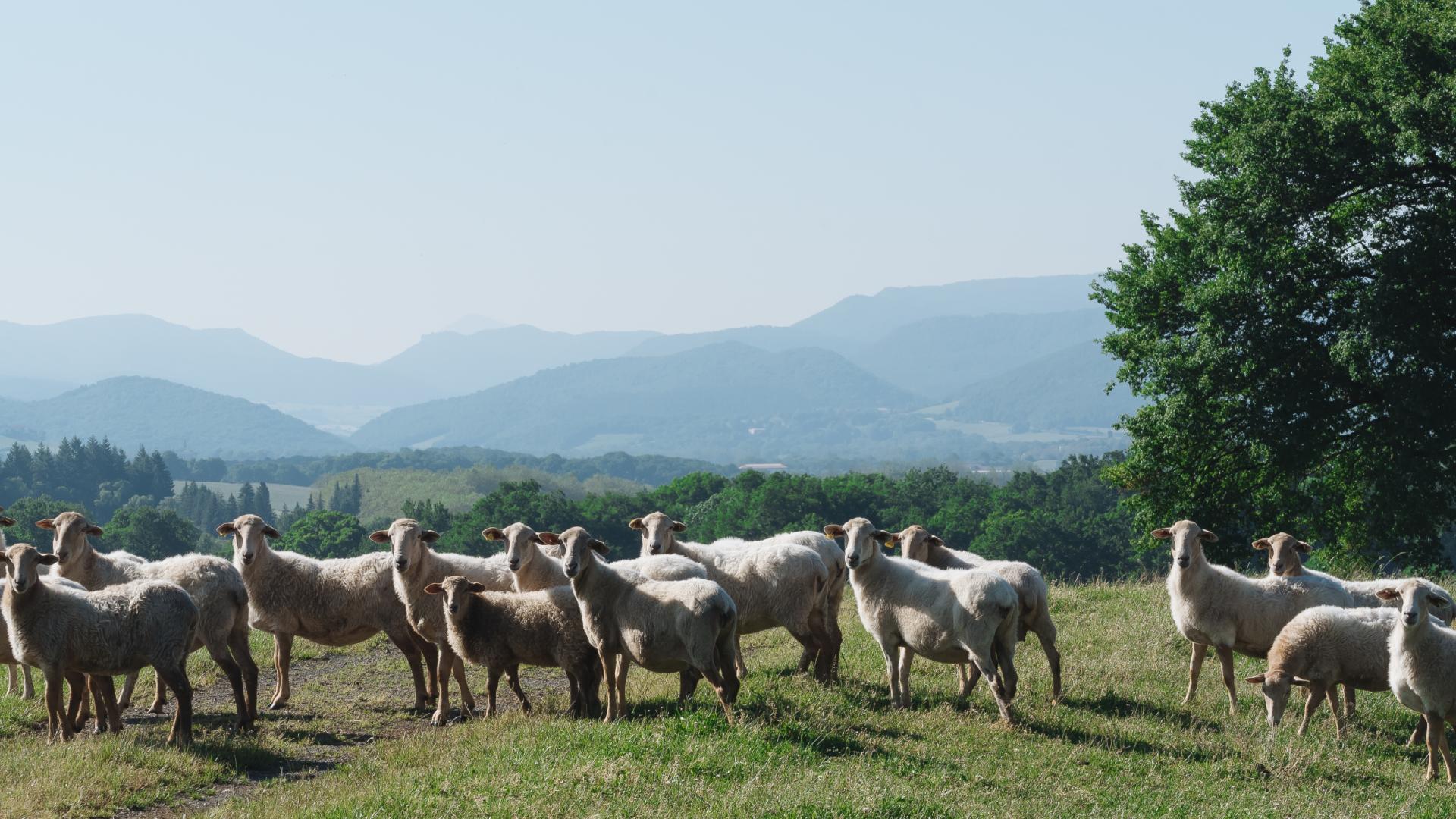 Las más de 1.600 ovejas del rebaño propio de Postres Ultzama pastan en las campas del valle, alimentándose en un entorno natural privilegiado