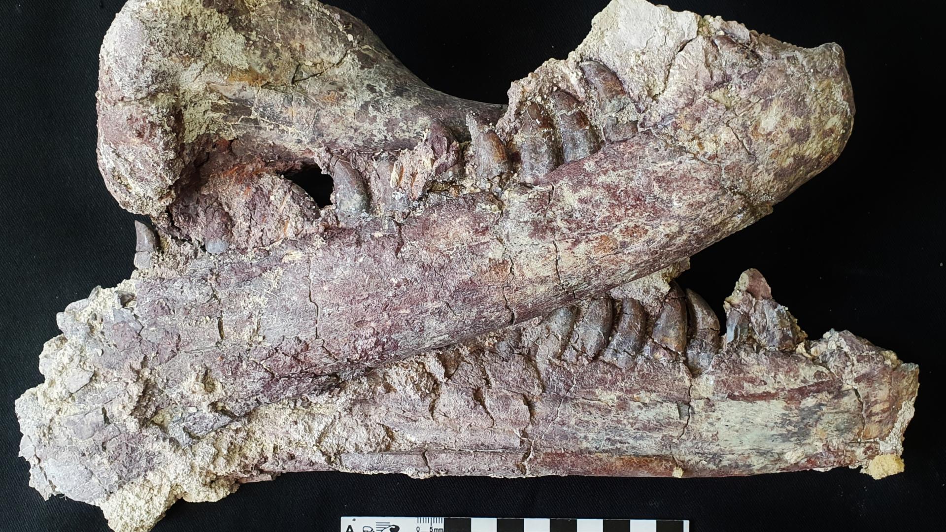 Entre las mandíbulas del dinosaurio había un húmero de cocodrilo, lo que sugiere que eran parte de su dieta