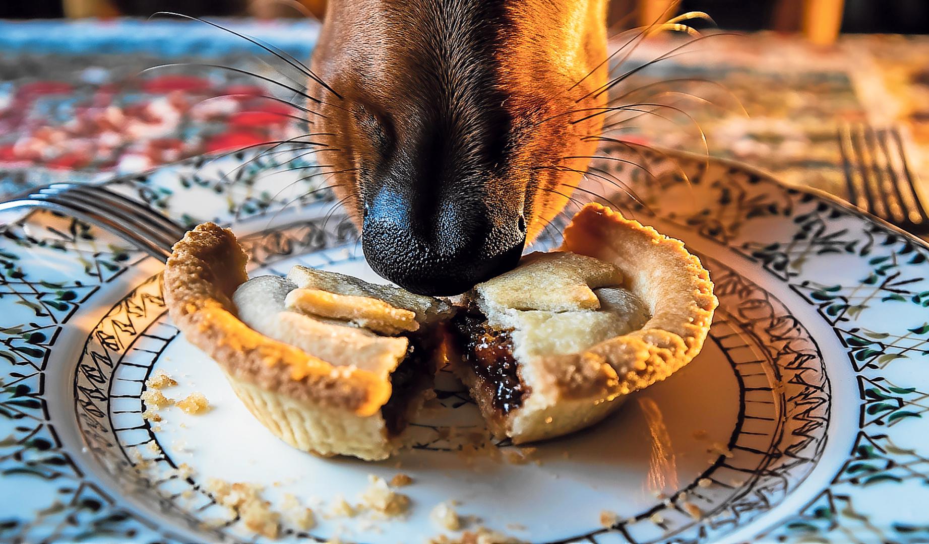 Un perro mete el morro en un plato con restos de comida