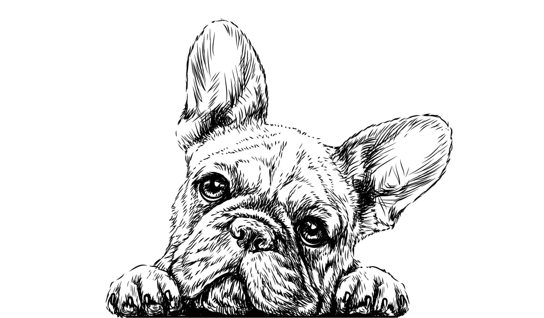 Los mitos sobre tu perro (y su raza) que deberías desterrar