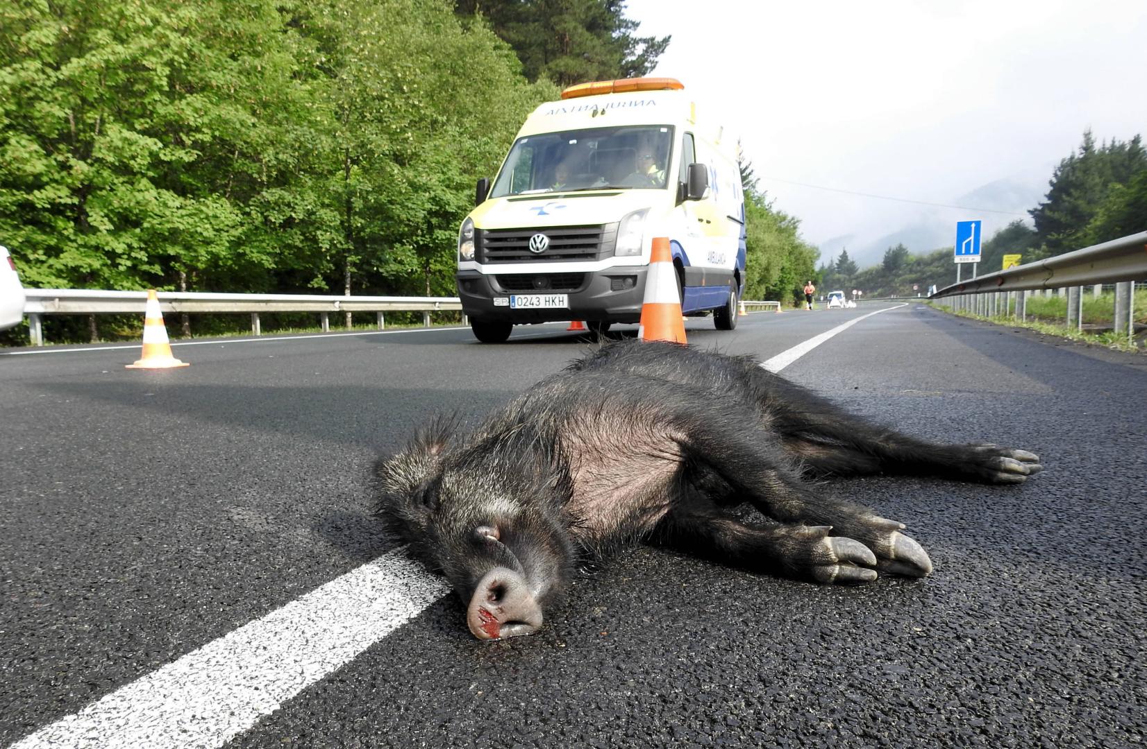Un jabalí yace muerto en un arcén de la carretera después de ser atropellado por un vehículo