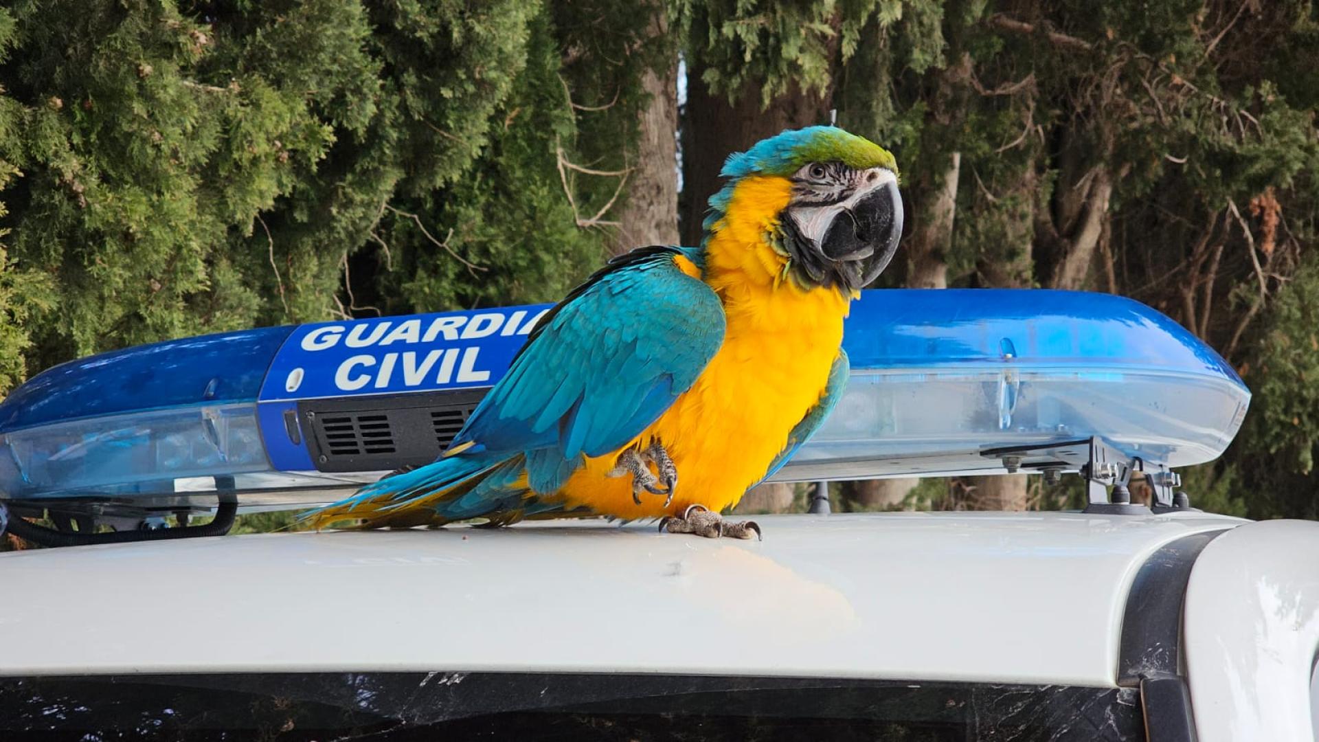 Momo, sobre el techo del coche de la Guardia Civil tras el operativo de su rescate
