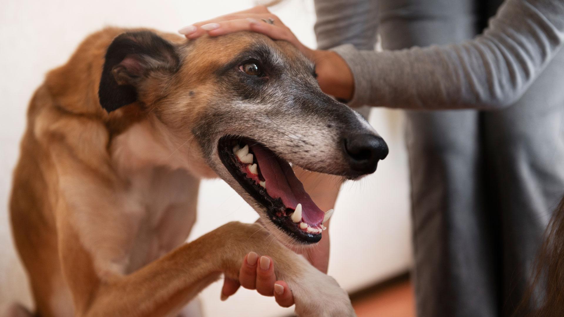 Una mujer trata de calmar a un perro asustado por los petardos