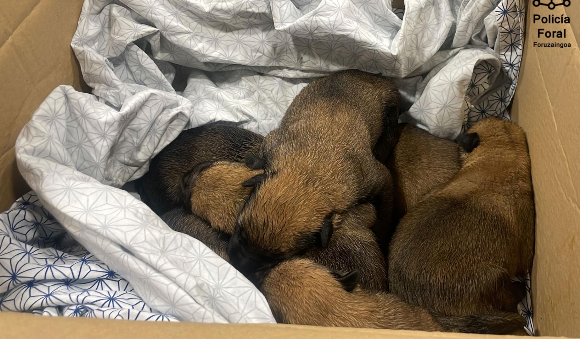 Imagen de la camada de cachorros rescatada por la Policía Foral
