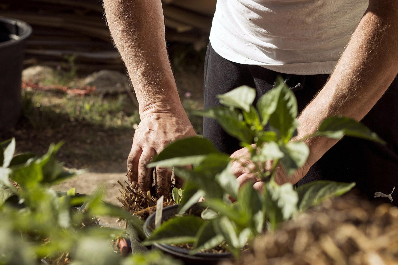huerta