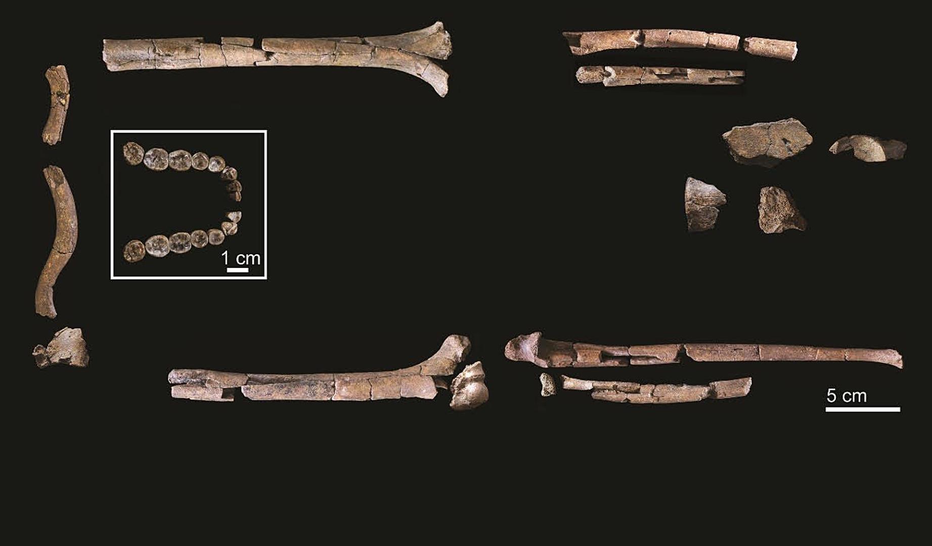 Dentición mandibular y elementos postcraneales del Homo habilis