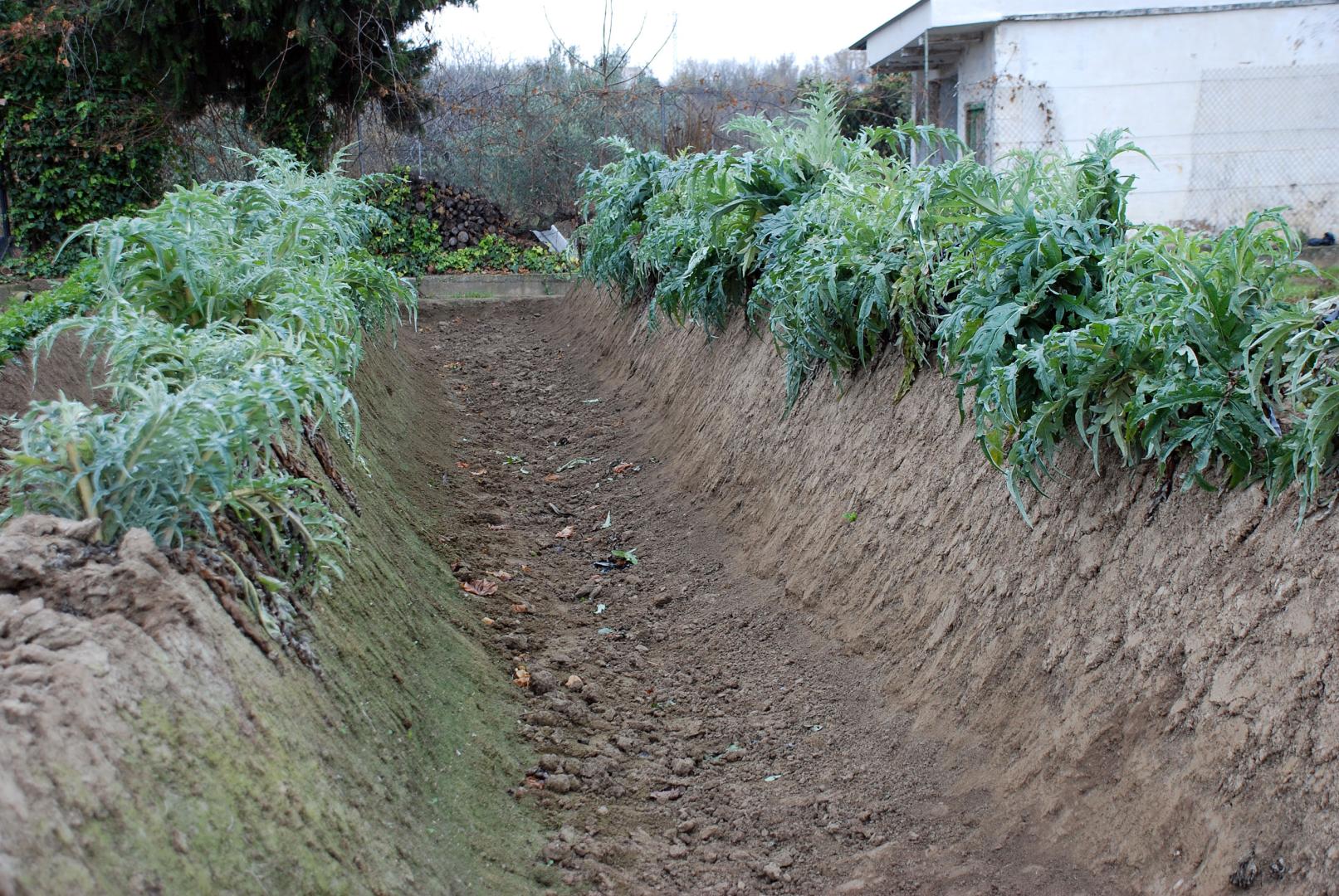 A: ALBERTO JIMENEZ F: 14/12/2015 P: CARDOS ROJOS EN EL CAMPO L: CORELLA T: JORNADAS DEL CARDO ROJO DE CORELLA