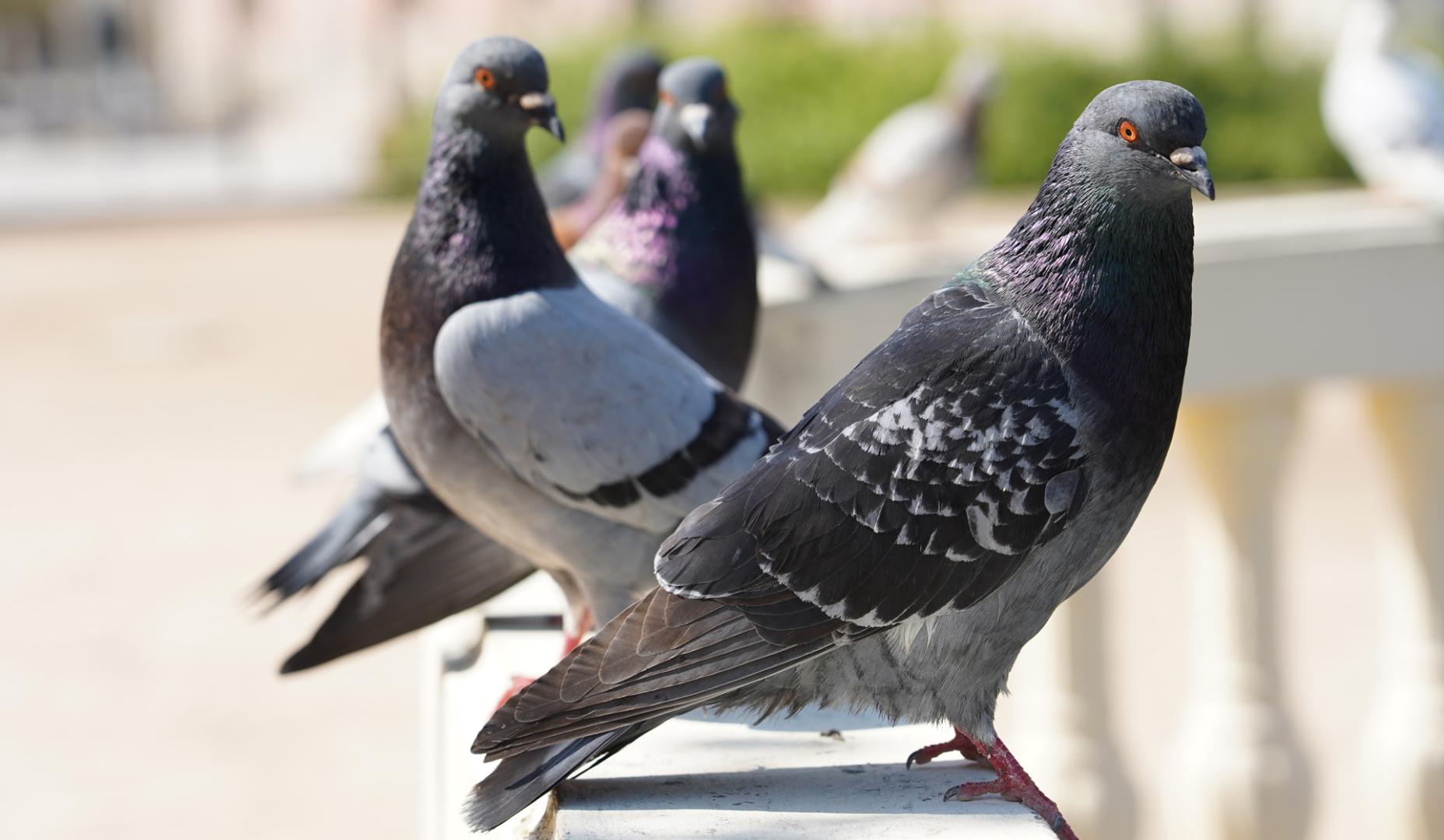 Palomas