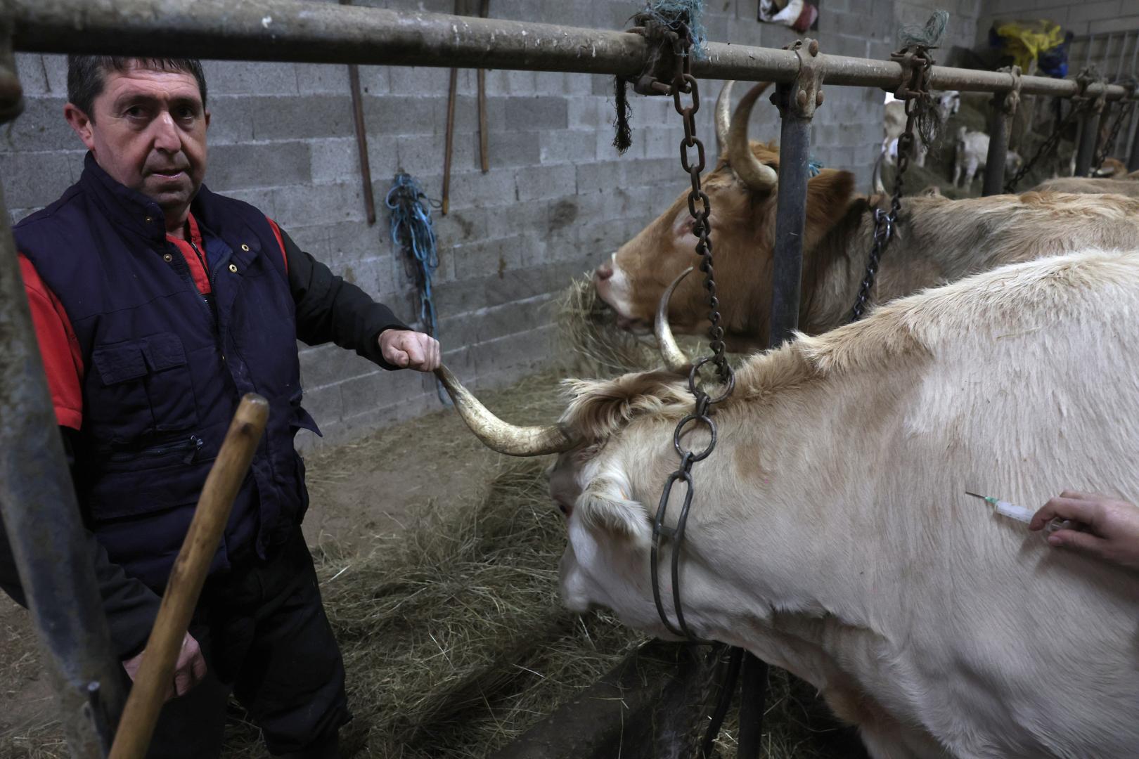 Joxan Igoa Etxebeste facilita la vacunación de uno de sus ejemplares, de nombre 'Txuri', una vaca de raza pirenaica de 800 kilos de peso.