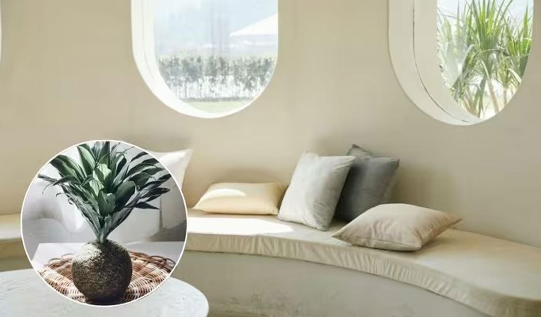 El kokedama es una técnica de jardinería ornamental de origen japonés que prescinde de la maceta tradicional.