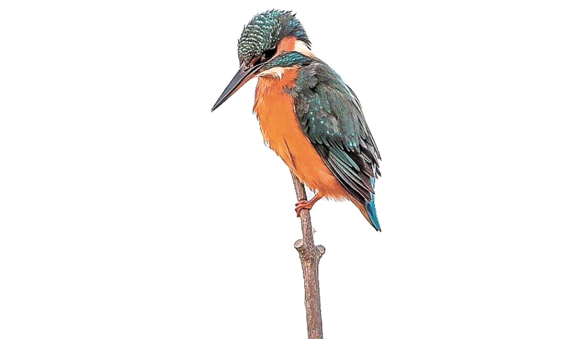El martín pescador