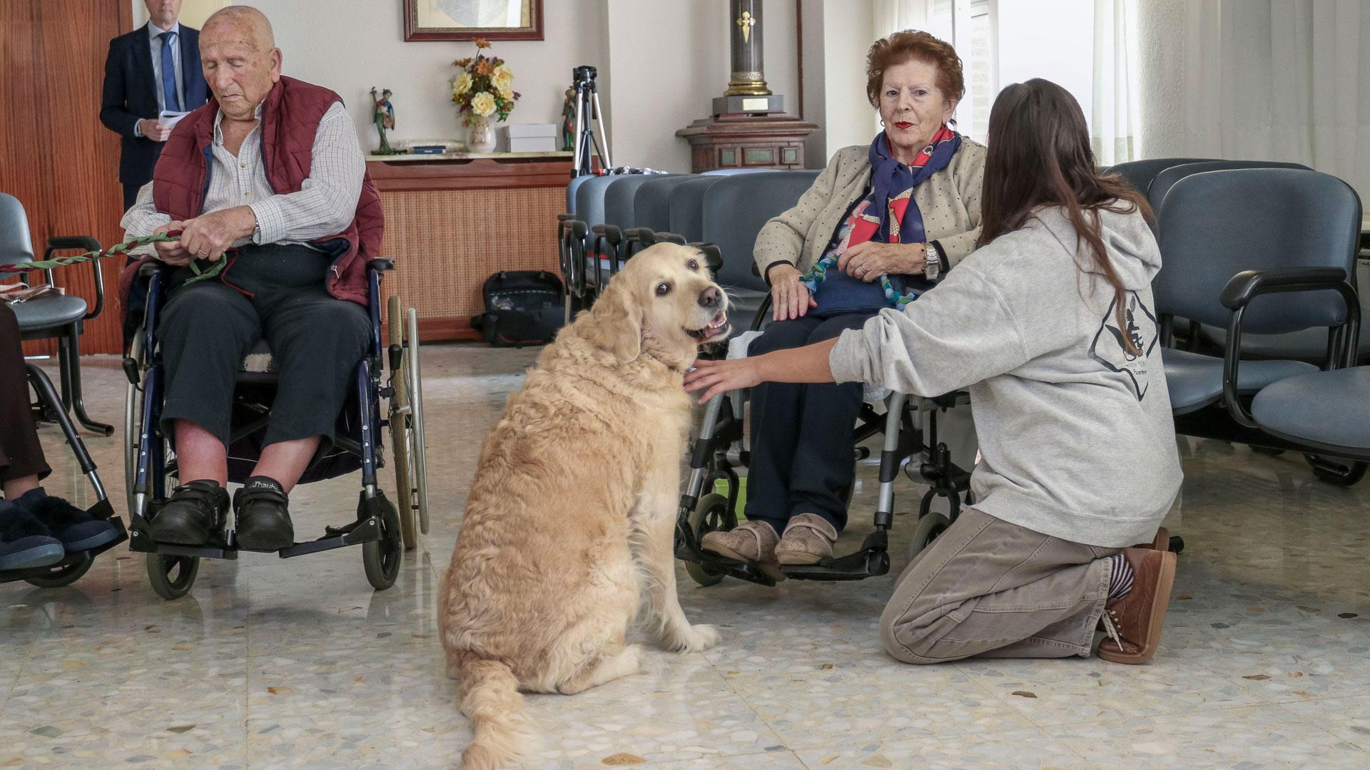 La terapia asistida con animales se utiliza cada vez más en las residencias por sus beneficios para la relajación, psicomotricidad y motivación de las personas mayores. La golden retriever Bali, es la protagonista de uno de estos programas en la Fundación Asilo de Torrelavega