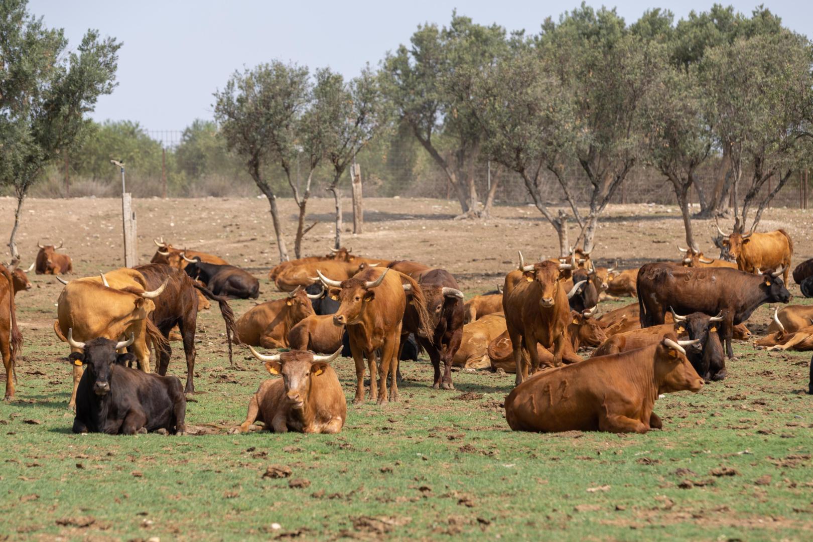 Vacas