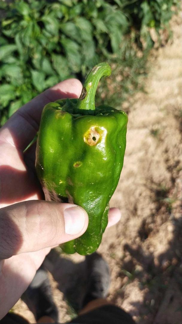 Pimiento verde afectado por pedrisco