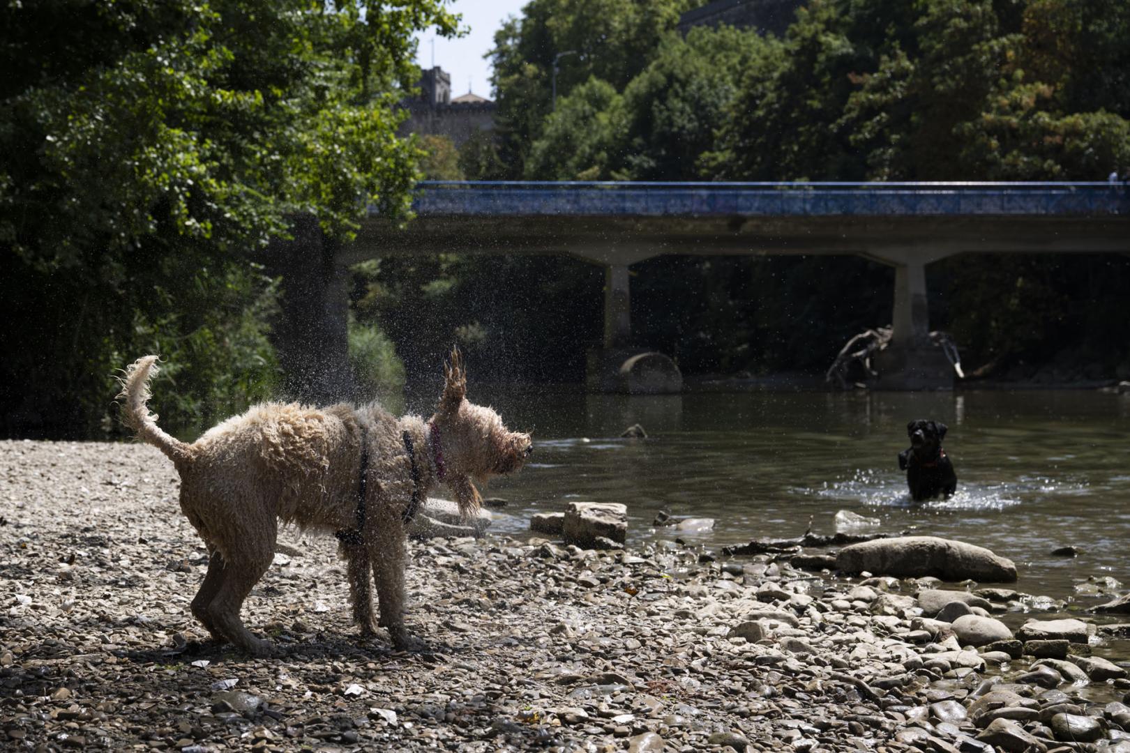 Dos perros se refrescan a orillas del río en una foto de agosto.