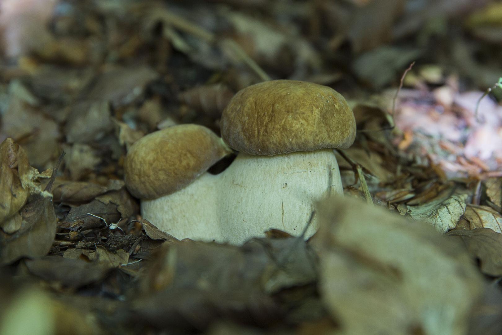 Una forma singular de un hongo recogido en un paraje de Ultzama.