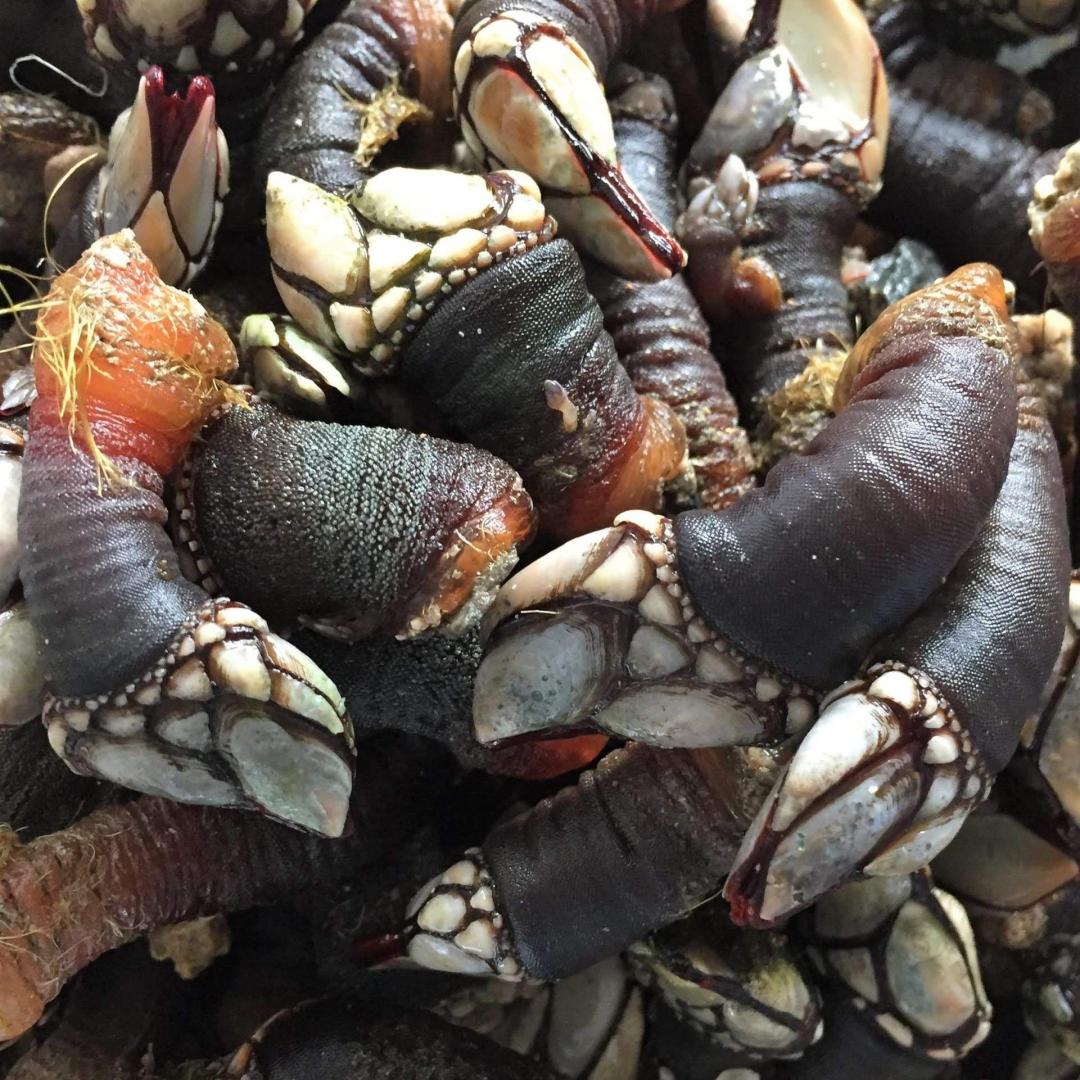 Los percebes son el producto estrella de la localidad gallega de Aguiño