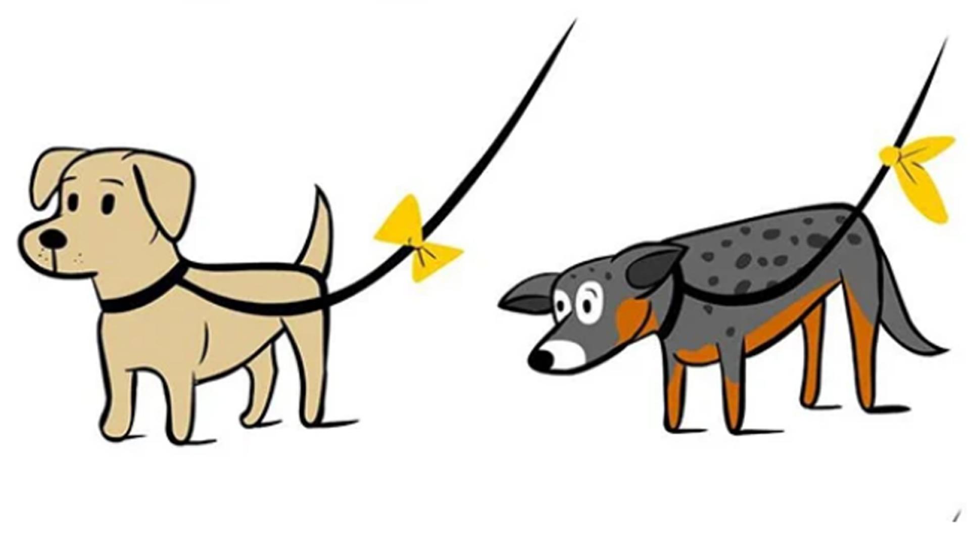 The Yellow Dog Project