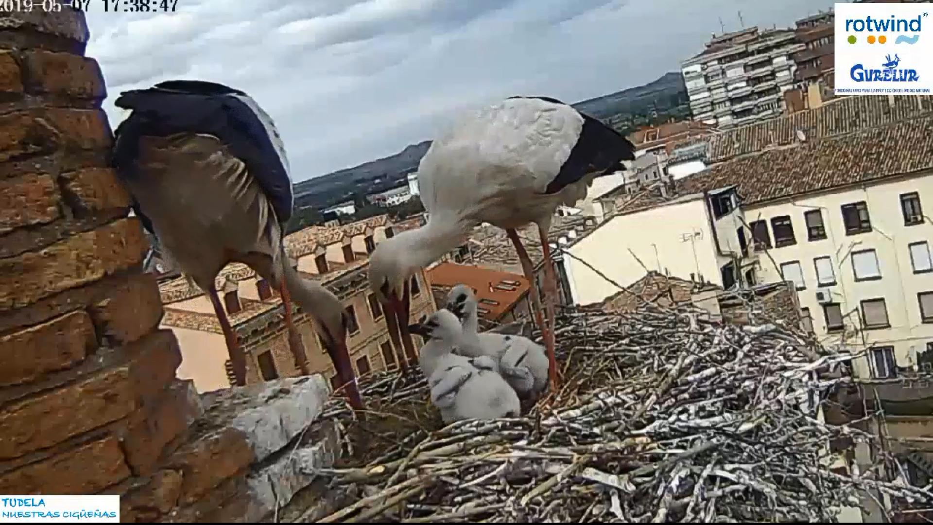 Captura en directo de las evoluciones de una pareja de cigüeñas cuyo nido se encuentra en la iglesia de Santa María de Tudela.