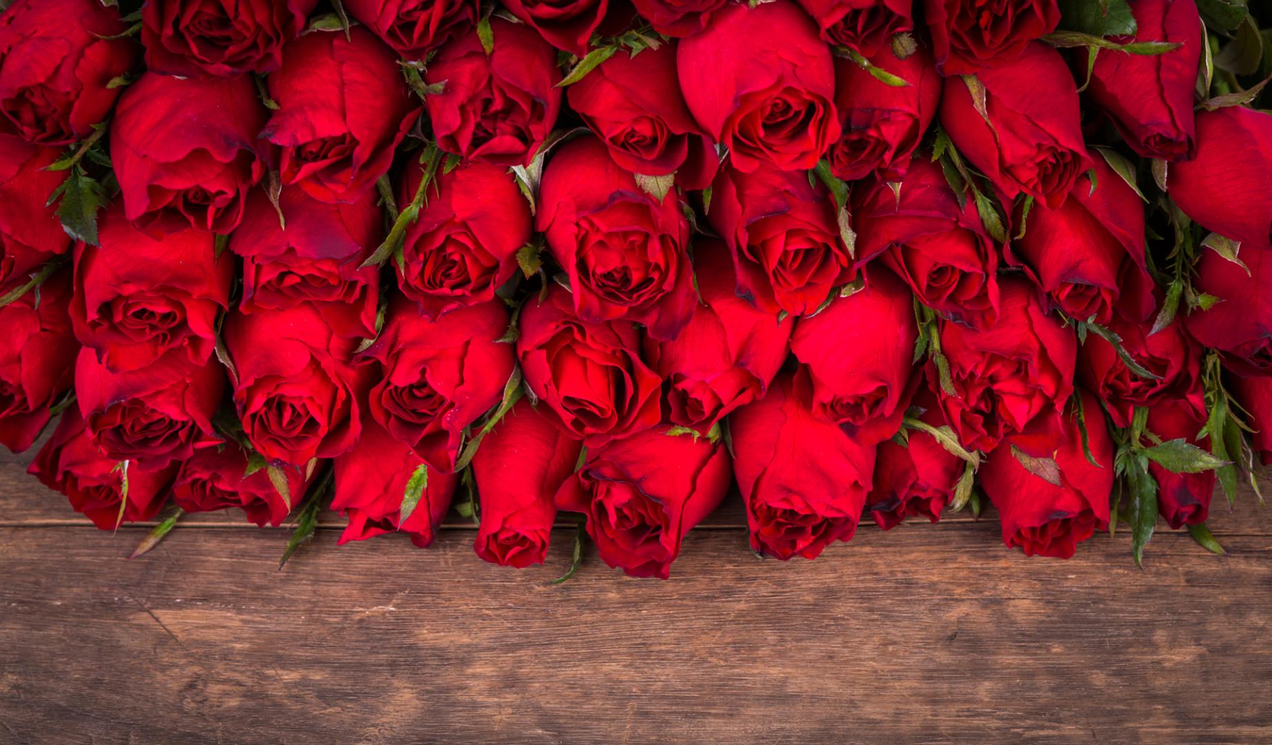 Imagen de archivo de varias rosas rojas