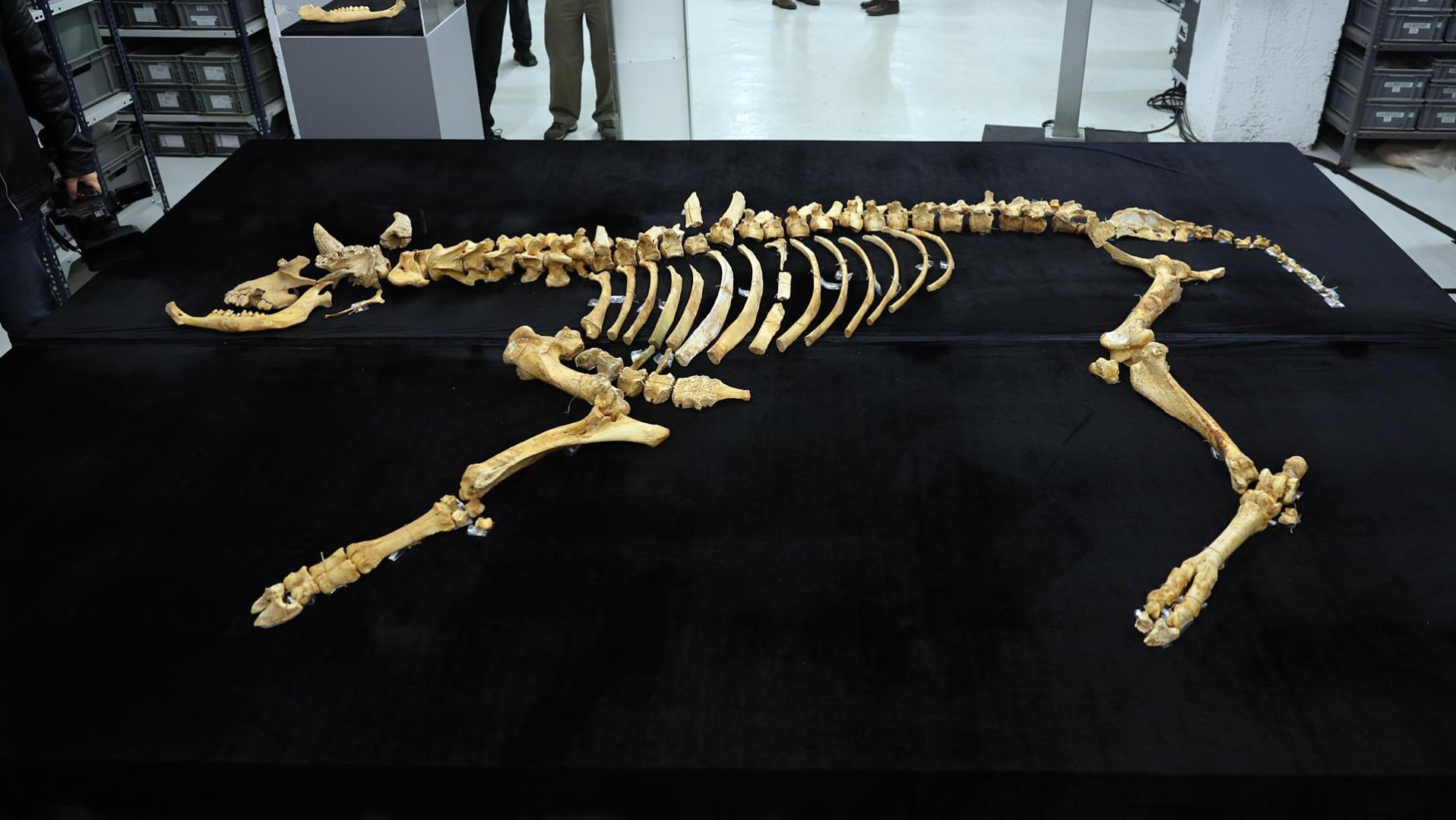 Fotos del esqueleto del bisonte de hace 4.000 años hallado en Urbasa