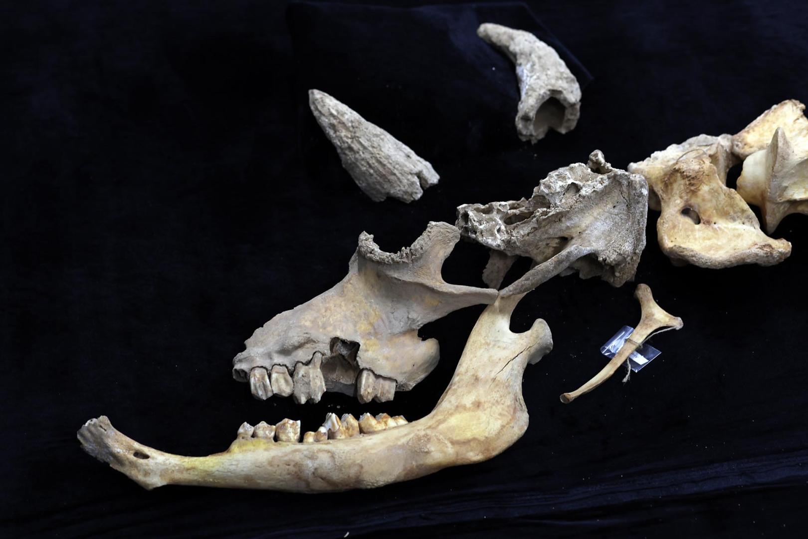 Fotos del esqueleto del bisonte de hace 4.000 años hallado en Urbasa