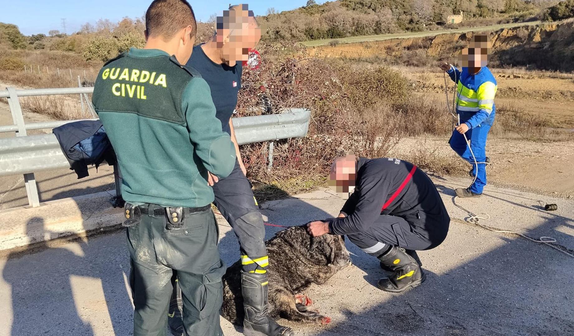 El mastín, una vez rescatado del Canal de Navarra