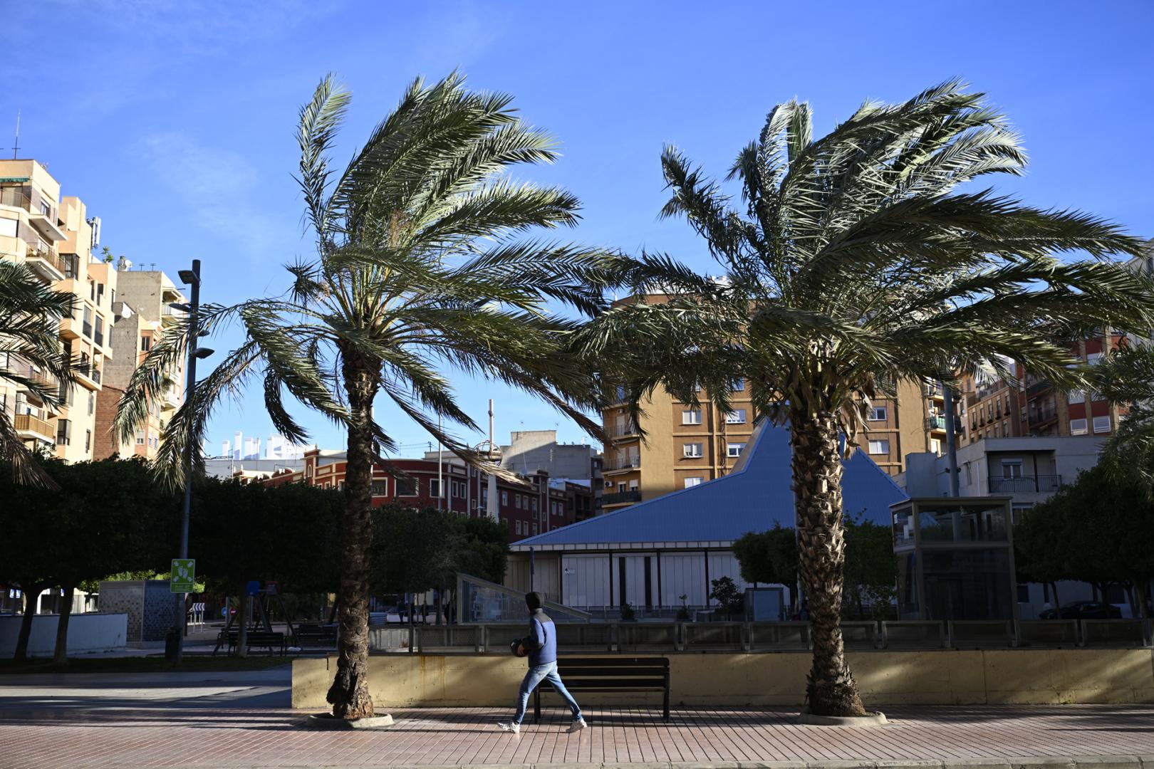 Una persona camina junto a varias palmeras en una jornada con fuerte viento en Castellón