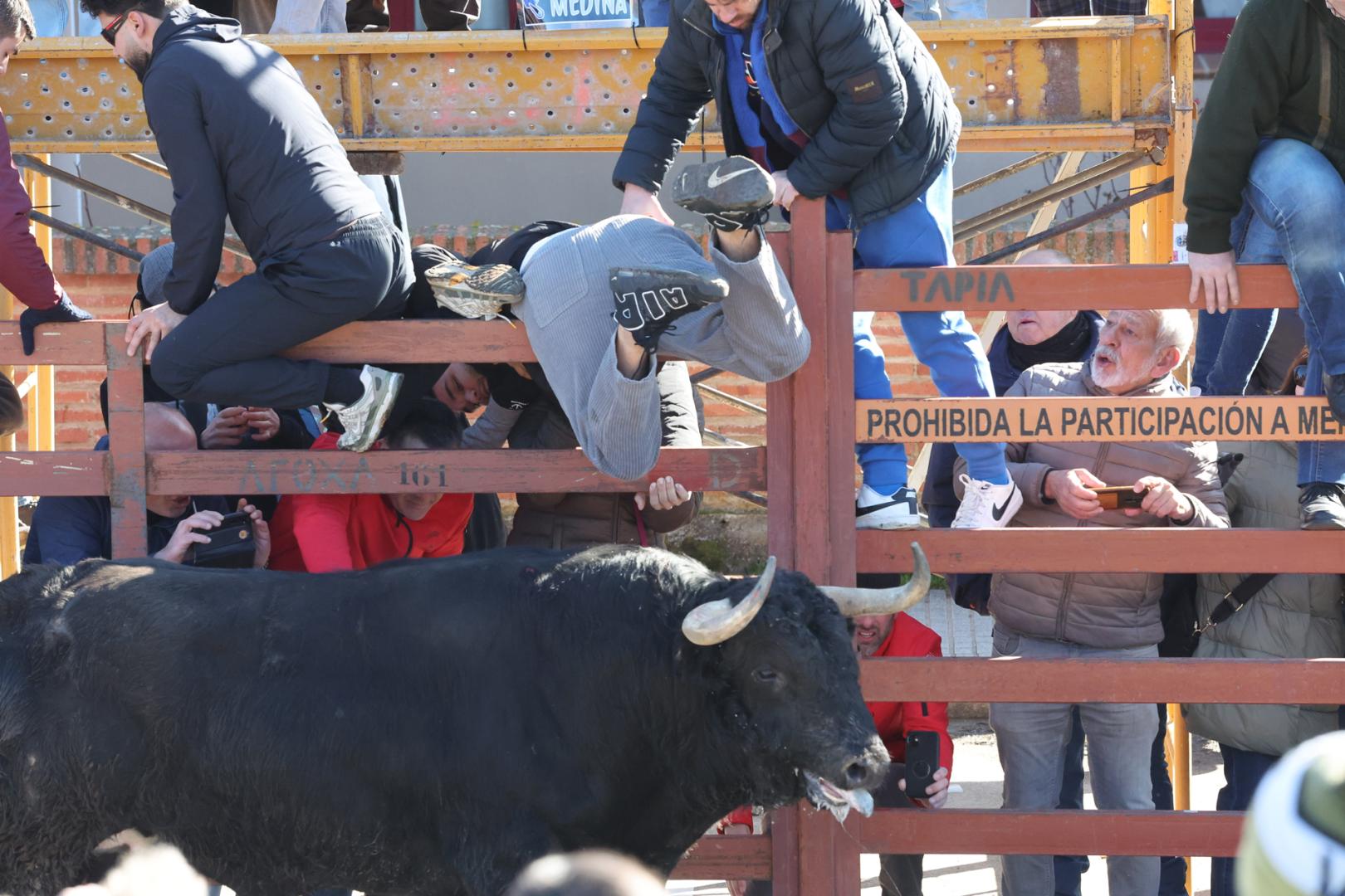 Valenciano, toro del Antruejo 2026 de la ganadería Hermanos Sánchez Herrero, durante la primera suelta de toros por las calles en el carnaval del toro de Ciudad Rodrigo, este sábado