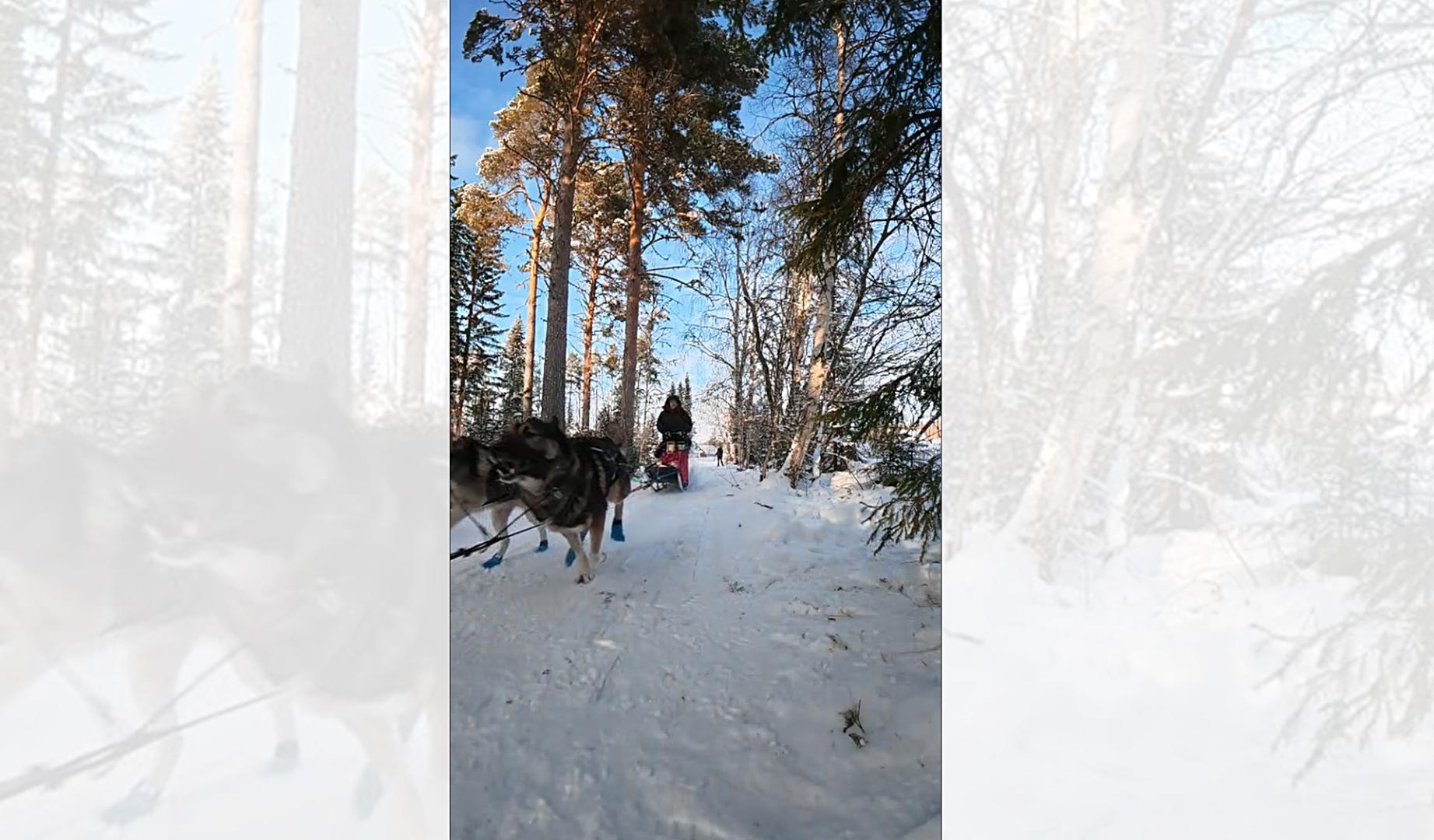 Se prepara para los duros 600 kilómetros de la Finnmarkslopet noruega, cita en la que hace 3 años se quedó a 49 kilómetros de acabar