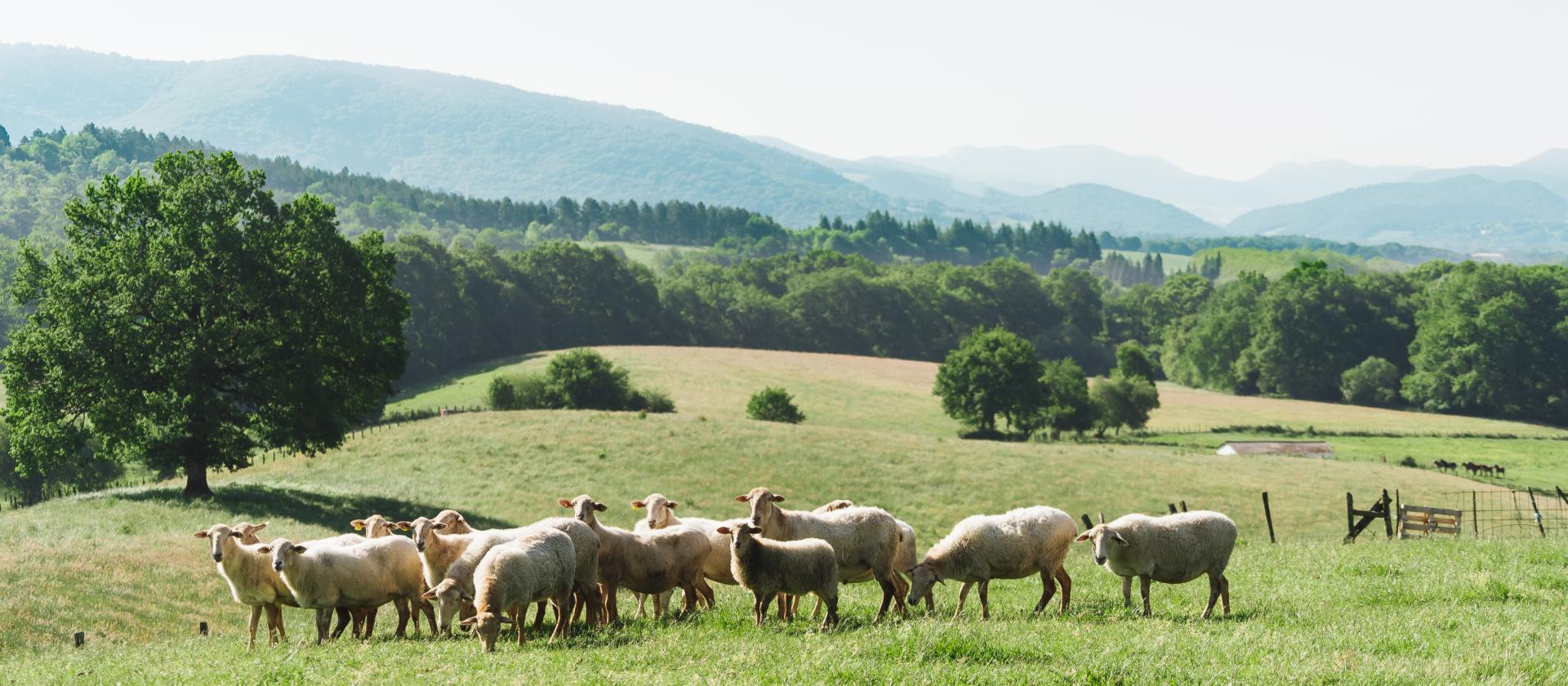 Las más de 1.600 ovejas de Postres Ultzama pastan en libertad en las campas del Valle de Ultzama y Lantz