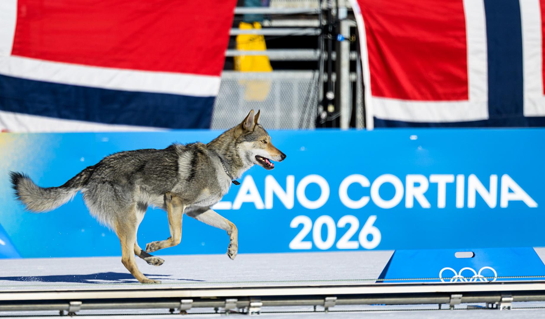 El perro lobo esprinta en la recta de meta de la prueba, tras burlar el dispositivo de seguridad, en busca de una medalla
