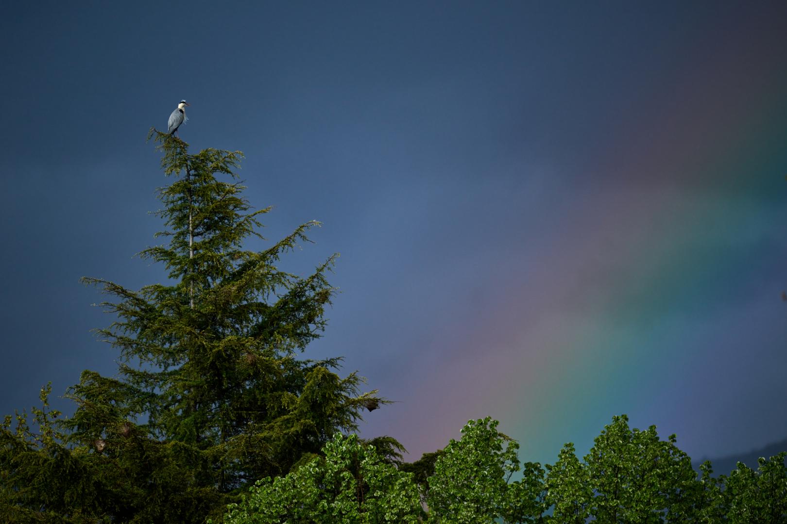 Una garza, con un arcoiris de fondo, en una imagen de la pasada primavera en Pamplona