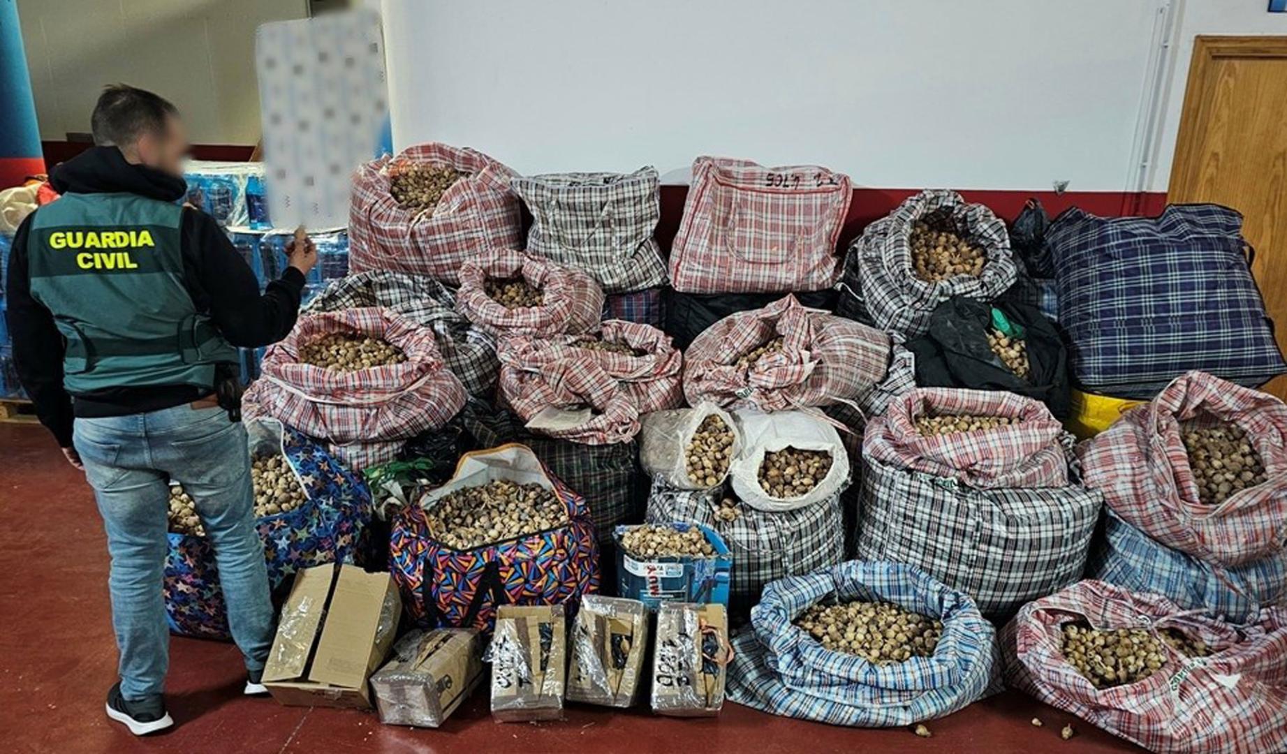 La Guardia Civil detiene a tres hombres por robar y enviar amapola adormidera a España y Estados Unidos