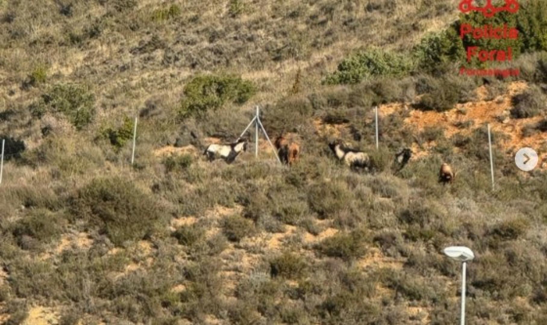 Imagen de las cabras asilvetradas en Liédena