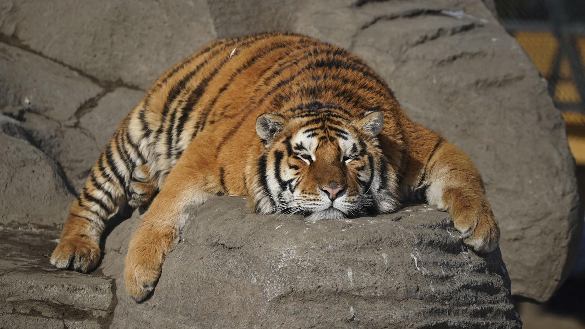 Tigre siberiano