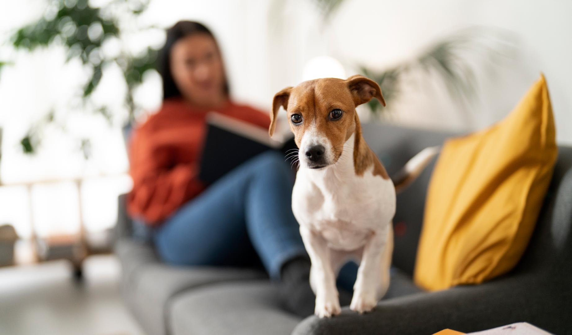 Imagen de un perro en el interior de una vivienda