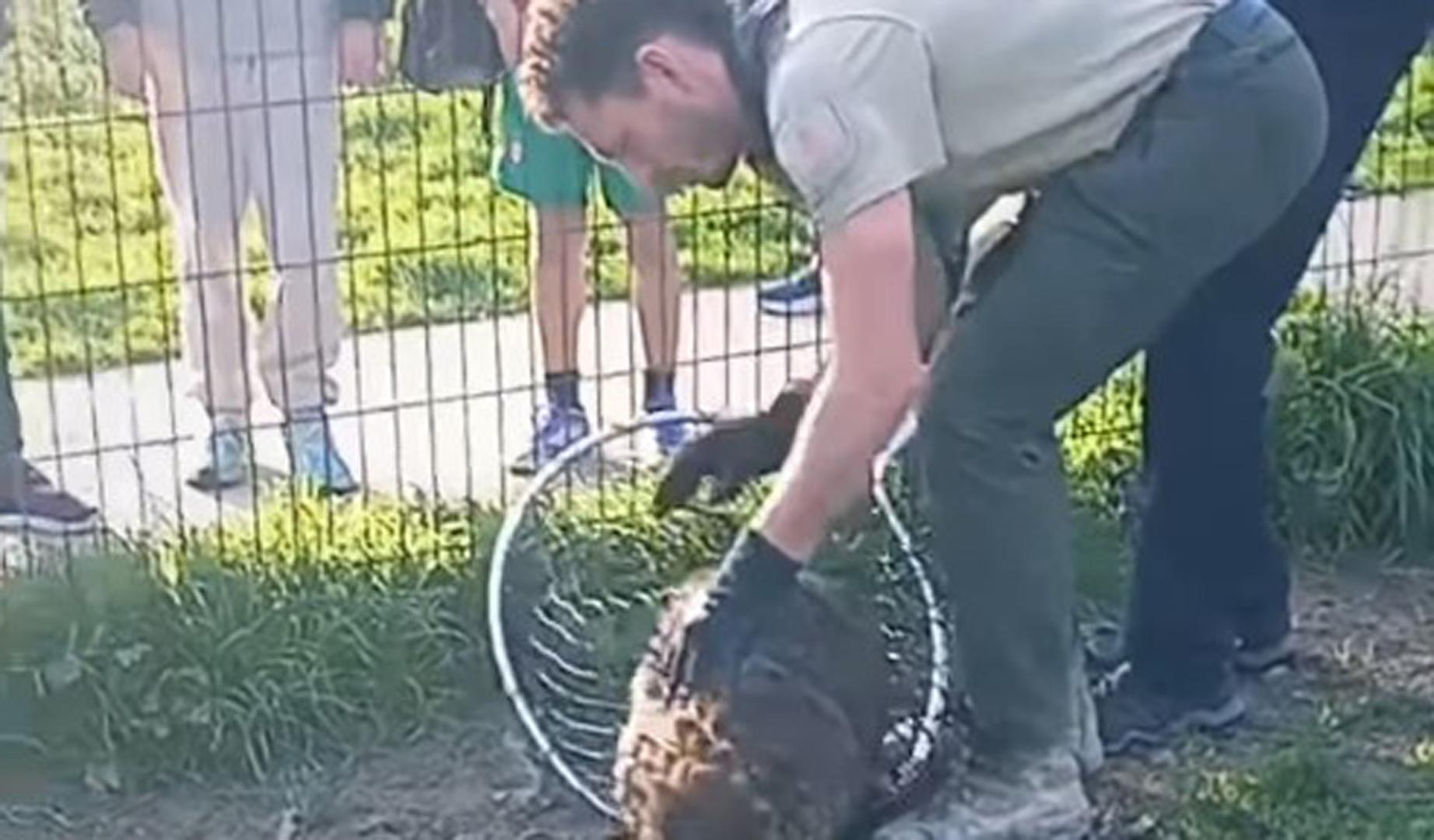 Localizan a un castor herido en un pipicán de Pamplona