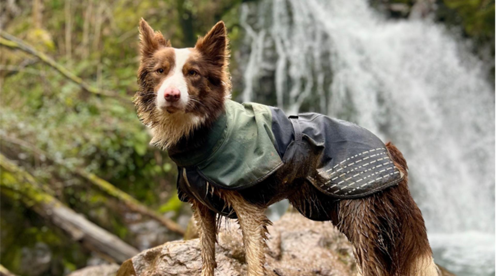 La cascada de Xorroxin es una excursión ideal para realizar junto a tu mascota. En la foto, Maui (una de las peludas protagonistas del reportaje de Conocer Navarra) posa orgullosa tras completar la ruta