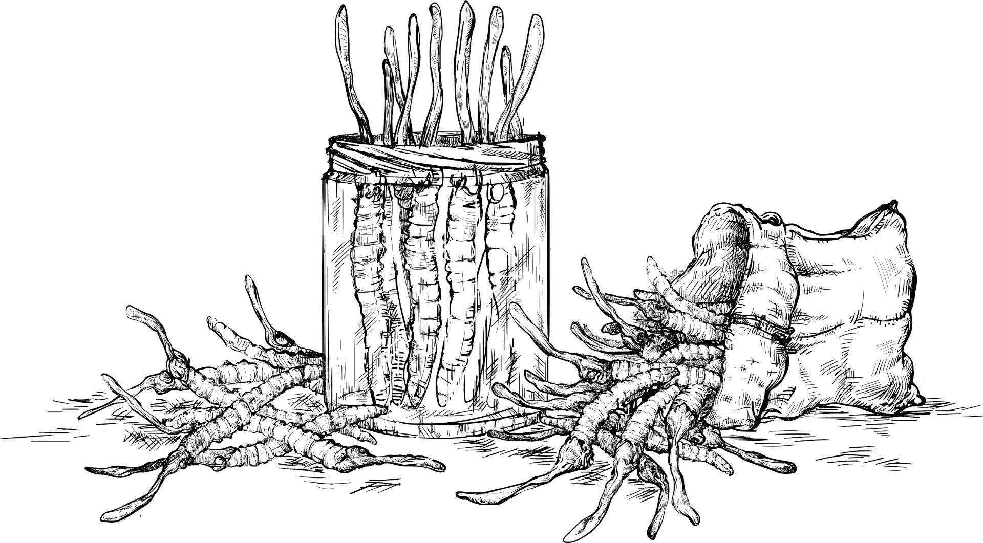 Cada vez hay más evidencias científicas sobre el potencial terapéutico de los hongos