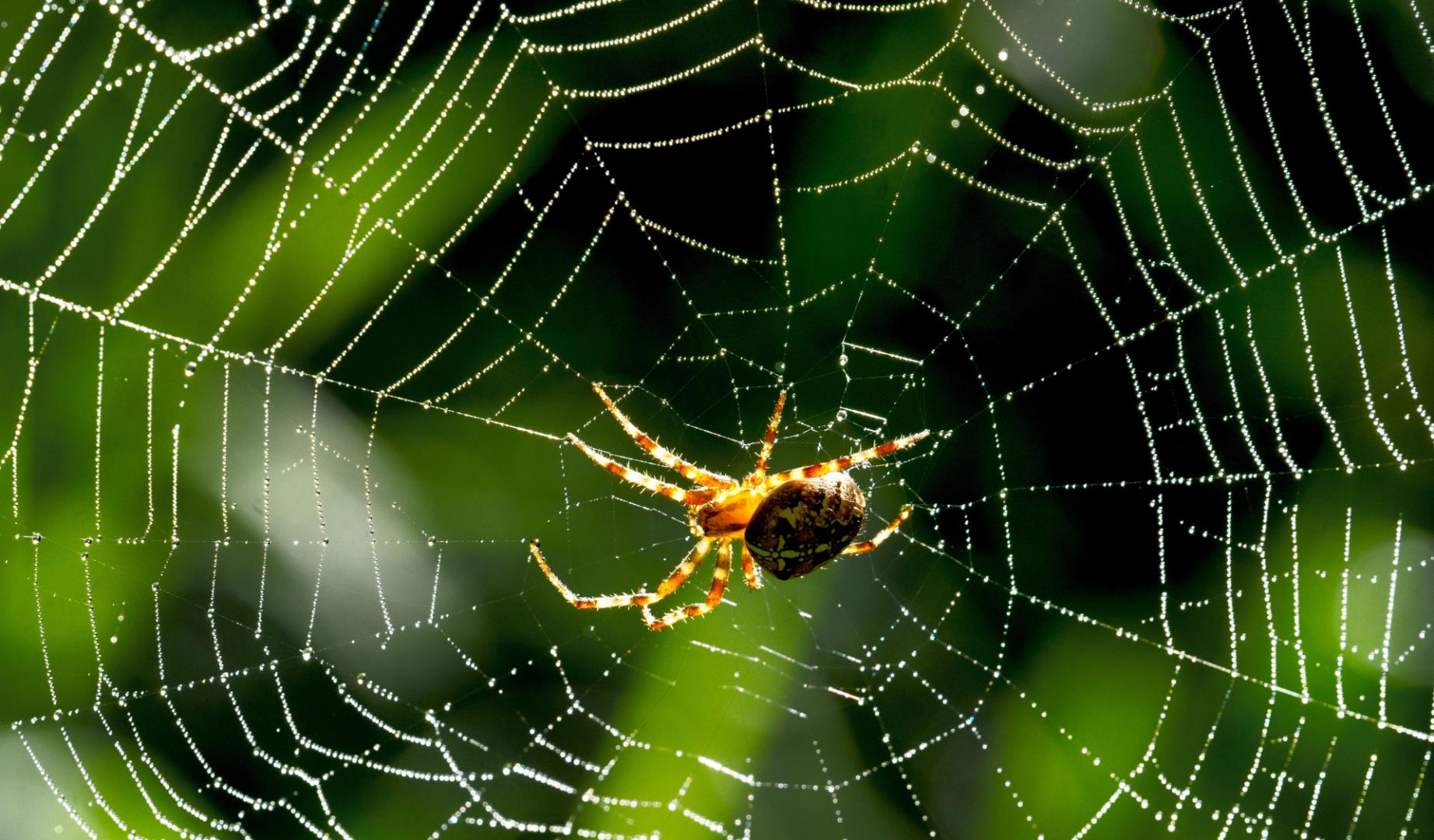 Imagen de archivo de una araña